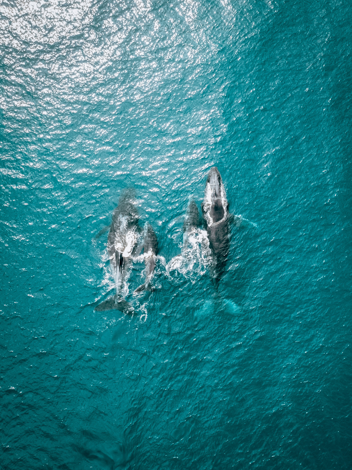 Aerial of two humpback whales in the turquoise water of the Bazaruto Archipelago